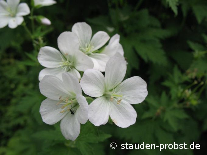 Geranium sylvaticum 'Album' - Waldstorchschnabel