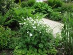 geranium-sylvaticum-album