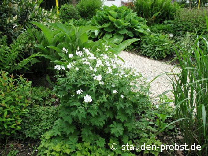 Geranium sylvaticum 'Album' - Waldstorchschnabel