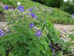 geranium-sylvaticum-amy-doncaster