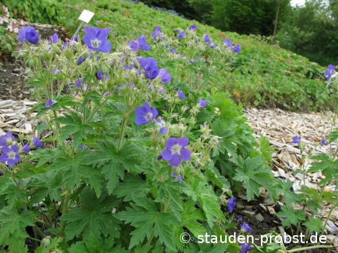 Geranium sylvaticum 'Amy Doncaster' - Waldstorchschnabel