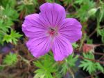 geranium-hyb-tiny-monster