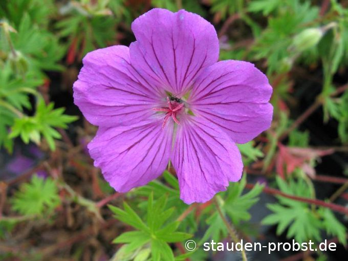 Geranium 'Tiny Monster' - Storchschnabel
