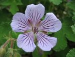 geranium-tschelda-2