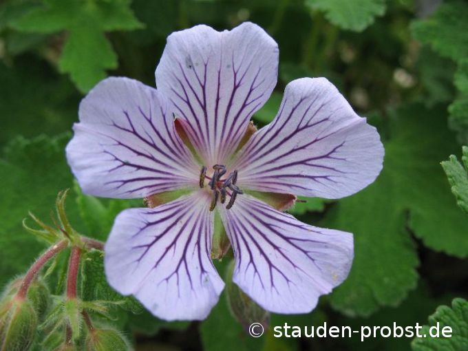 Geranium 'Tschelda' - Storchschnabel