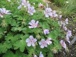 geranium-tschelda