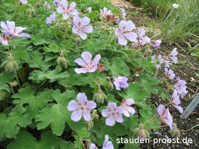Geranium 'Tschelda' - Storchschnabel