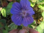 geranium-hyb-turko