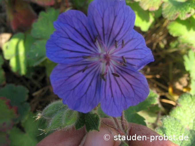Geranium 'Turko' - Storchschnabel