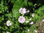 geranium-versicolor-2
