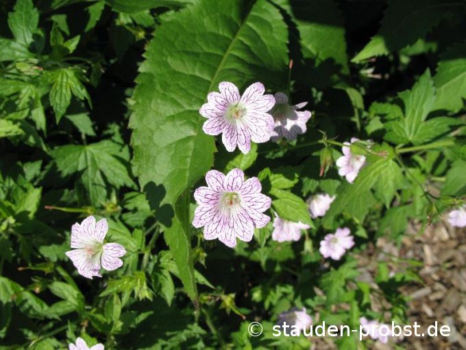 Geranium versicolor - Maler Storchschnabel