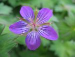 geranium-wlassovianum-zellertal-2