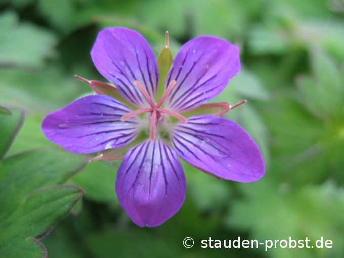 Geranium wlassovianum 'Zellertal' - Sibirischer Storchschnabel