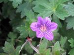 geranium-wlassovianum-zellertal