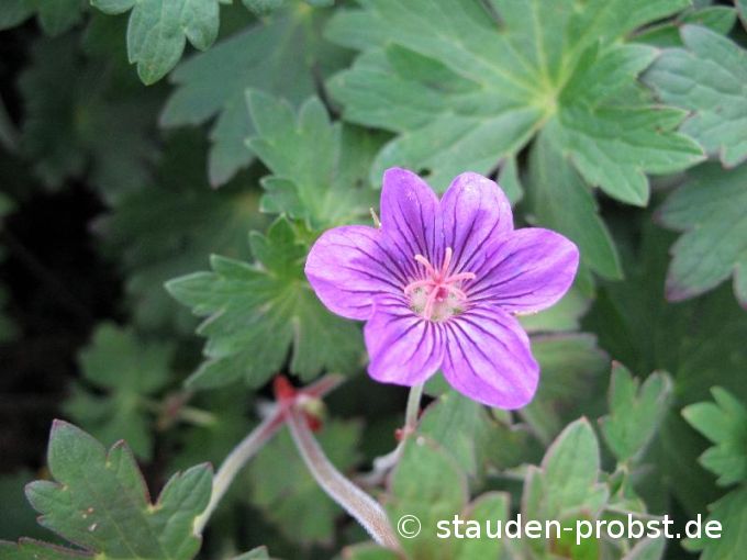 Geranium wlassovianum 'Zellertal' - Sibirischer Storchschnabel
