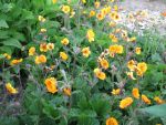 geum-coccineum-carlskaer-2