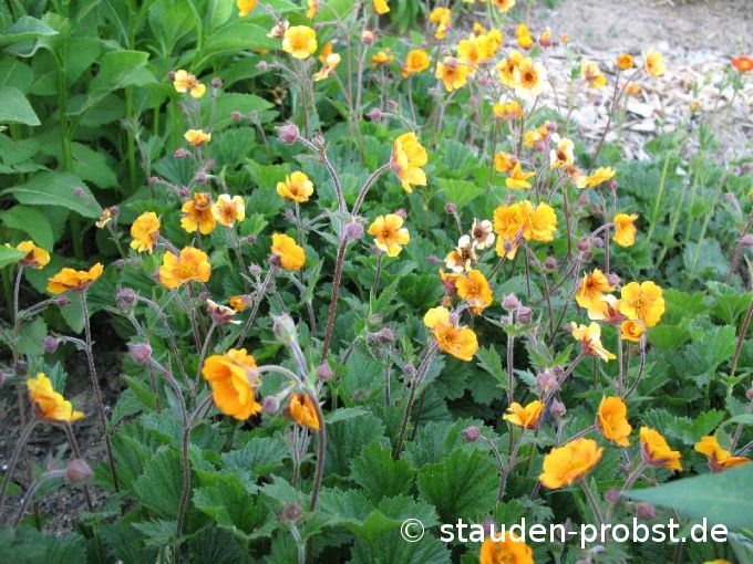 Geum coccineum 'Carlskaer' - Nelkenwurz