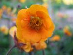geum-coccineum-carlskaer