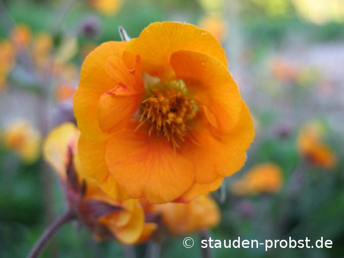 Geum coccineum 'Carlskaer' - Nelkenwurz