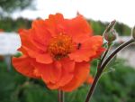 geum-coccineum-werner-arends-4