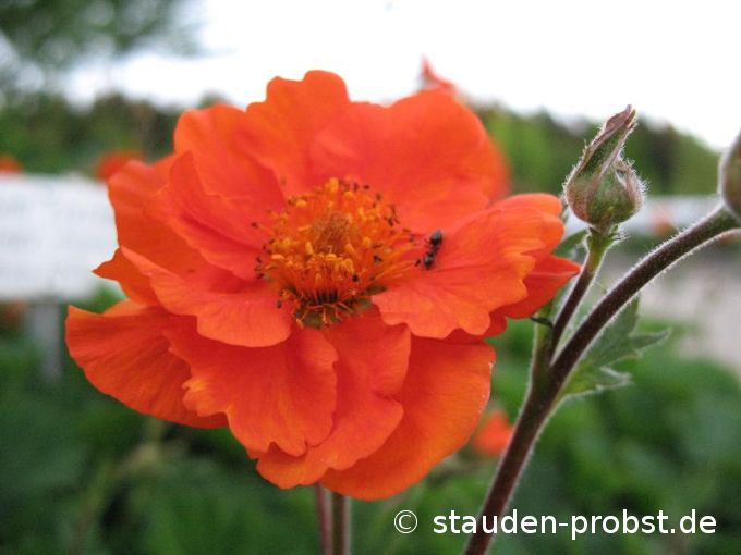 Geum coccineum 'Werner Arends' - Nelkenwurz