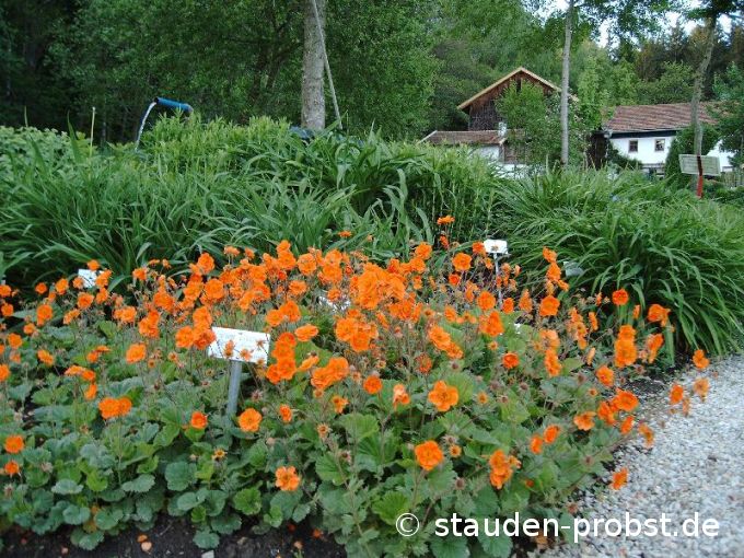 Geum coccineum 'Werner Arends' - Nelkenwurz