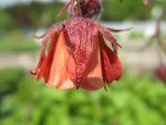 geum-rivale-leonard
