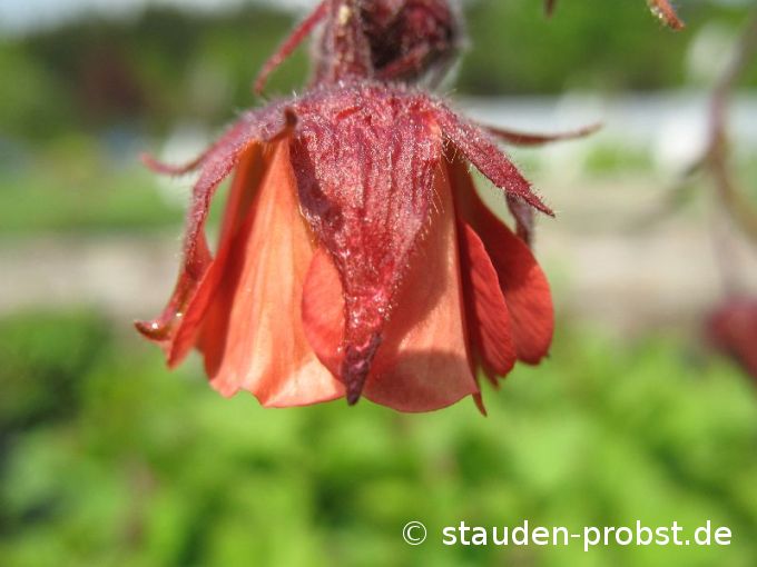 Geum rivale 'Leonard' - Bachnelkwurz