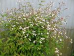 gillenia-trifoliata-2