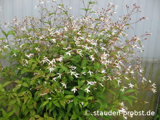 Gillenia trifoliata - Dreiblattspiere