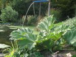 gunnera-tinctoria-2