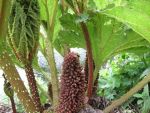 gunnera-tinctoria-3