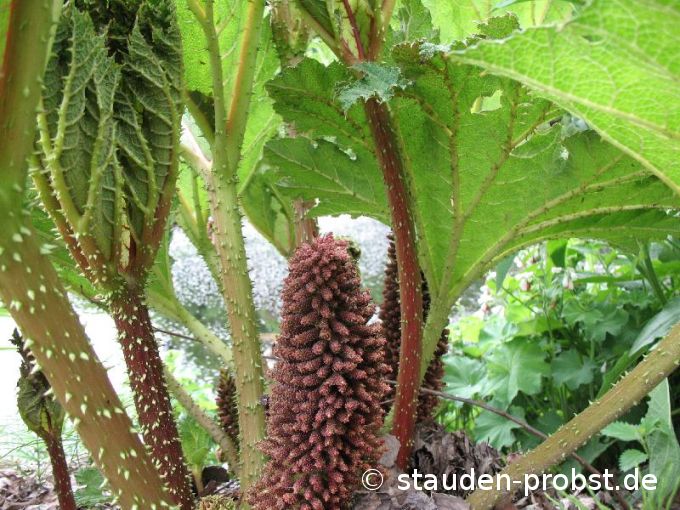 Gunnera tinctoria - Mammutblatt
