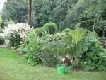 gunnera-tinctoria-5