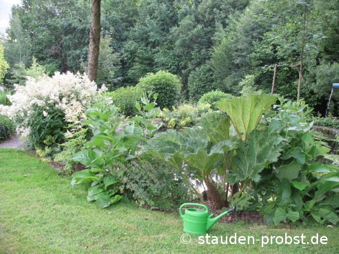 Gunnera tinctoria - Mammutblatt