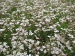 gypsophila-repens-2