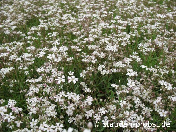 Gypsophila repens - Teppichschleierkraut