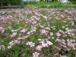 gypsophila-repens-rosea-2