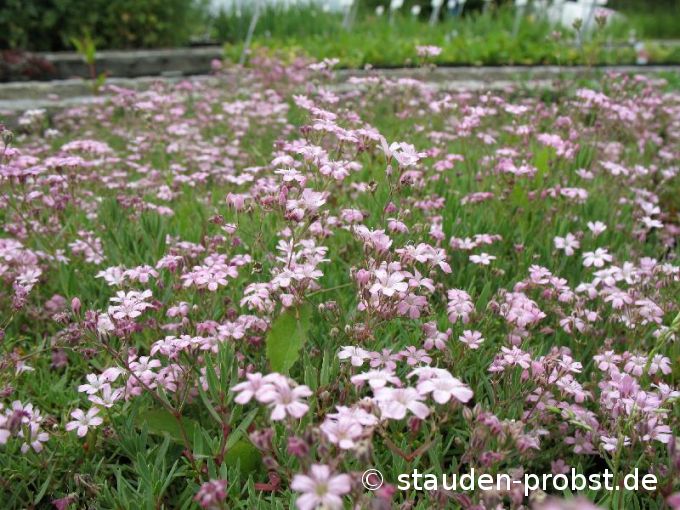 Gypsophila repens 'Rosea' - Teppichschleierkraut
