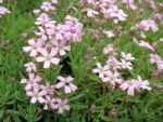 gypsophila-repens-rosea