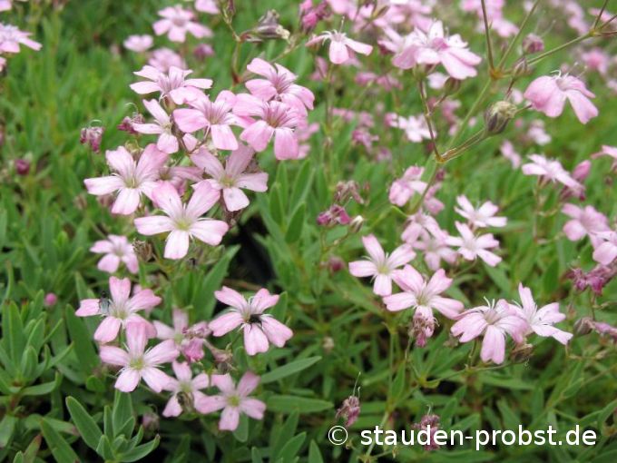 Gypsophila repens 'Rosea' - Teppichschleierkraut