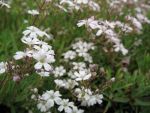 gypsophila-repens
