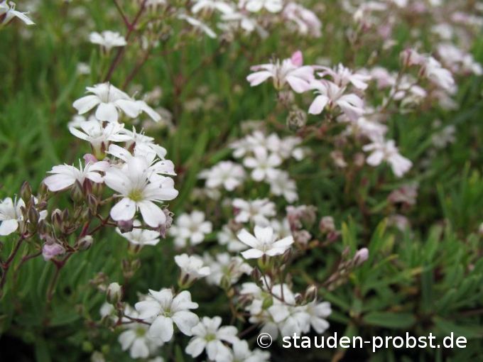 Gypsophila repens - Teppichschleierkraut