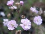 gypsophila-rosenschleier