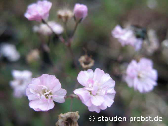 Gypsophila 'Rosenschleier' - Schleierkraut