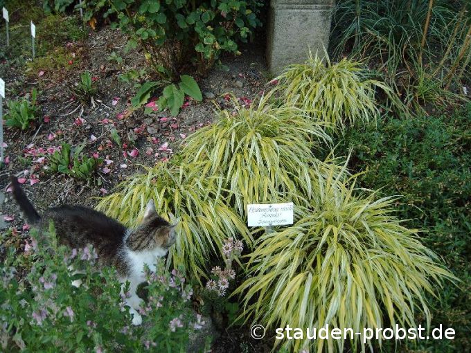 Hakonechloa macra 'Aureola' - Japanwaldgras