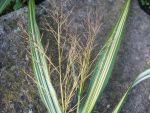 hakonechloa-macra-aureola-5