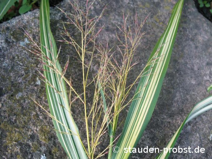 Hakonechloa macra 'Aureola' - Japanwaldgras