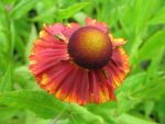 helenium-baudirektor-linne