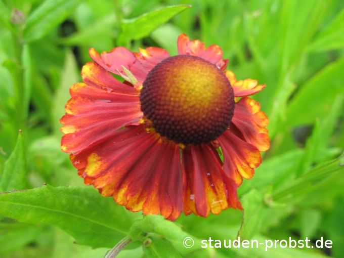Helenium 'Baudirektor Linne' - Sonnenbraut